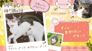 Doukyonin wa Hiza, Tokidoki, Atama no Ue. Episodio 11